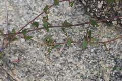 Byttneria herbacea